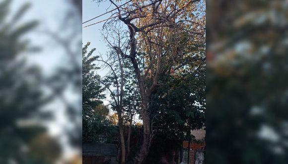 Temen que se caiga un árbol en Ruffa y Bottaro