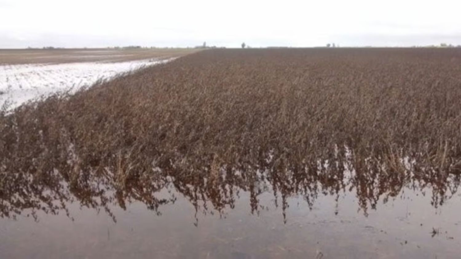 Las lluvias interrumpieron la cosecha y ponen en riesgo más de un millón de hectáreas en Buenos Aires.(Foto: Clarín)