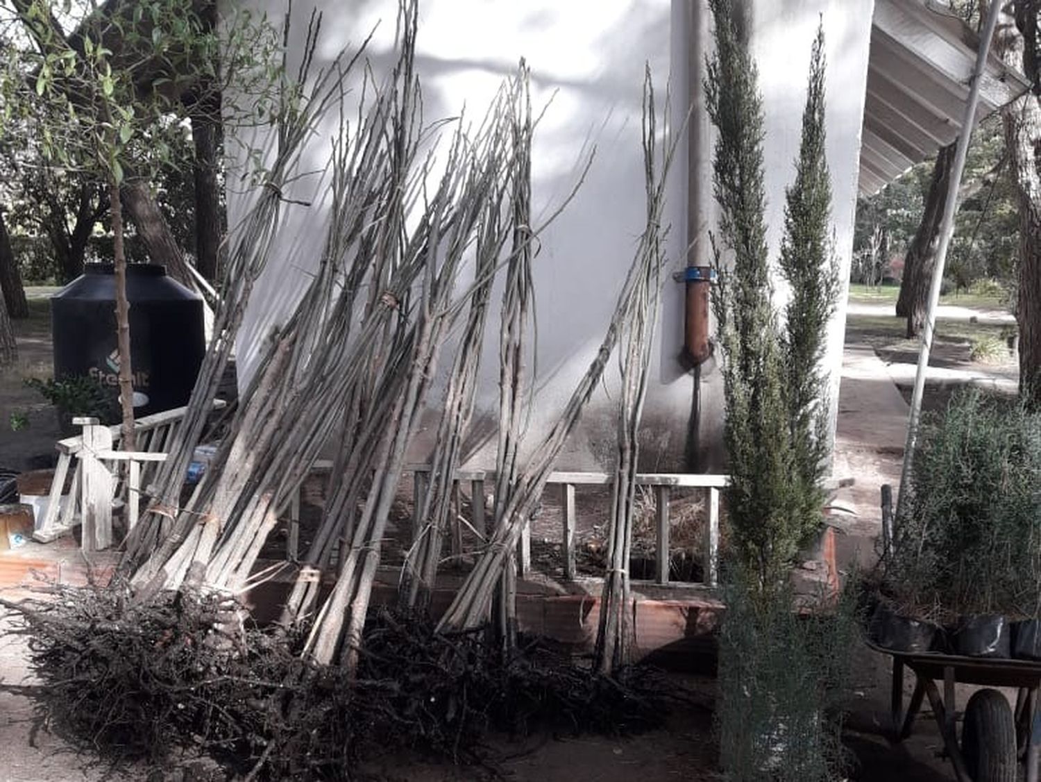 En el Vivero. Plantas a la espera de ser entregadas