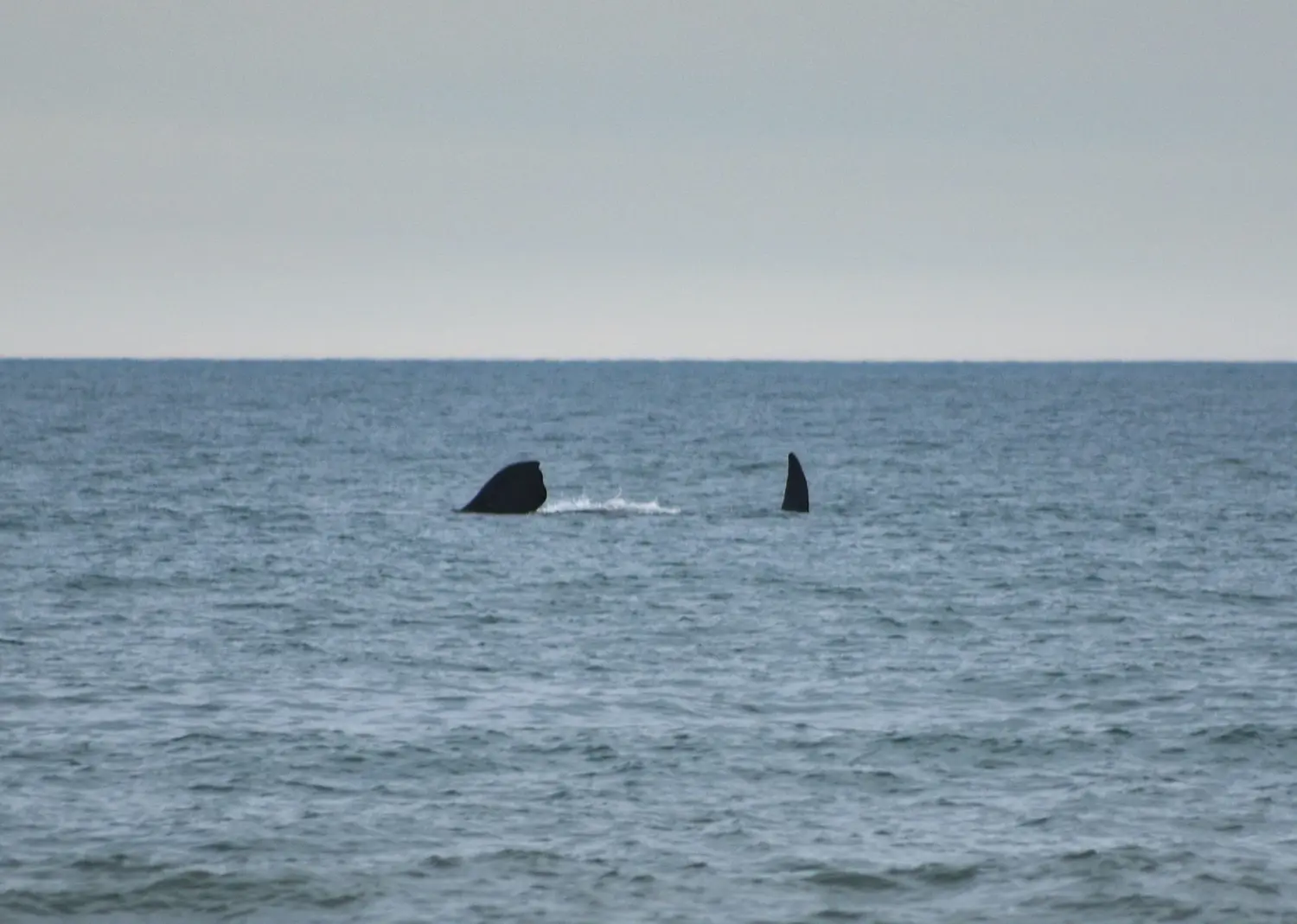 Una linda tarde en Claromecó con visita de ballenas incluida