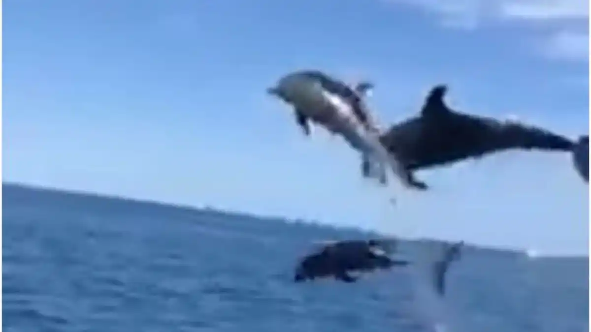 BALLENAS Y DELFINES ofrecen un espectáculo marino en costas de Anzoátegui