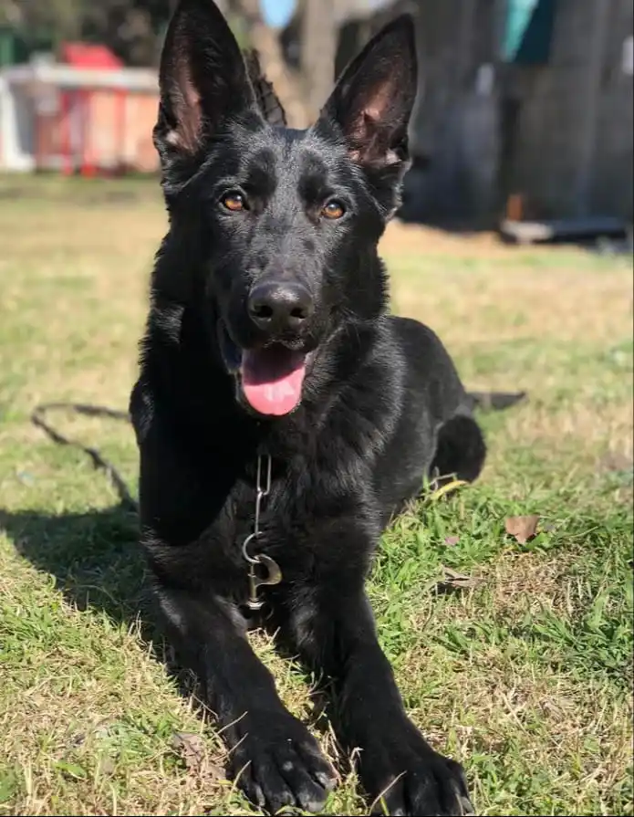 Una de las perras de búsqueda de Bomberos de Gualeguay
