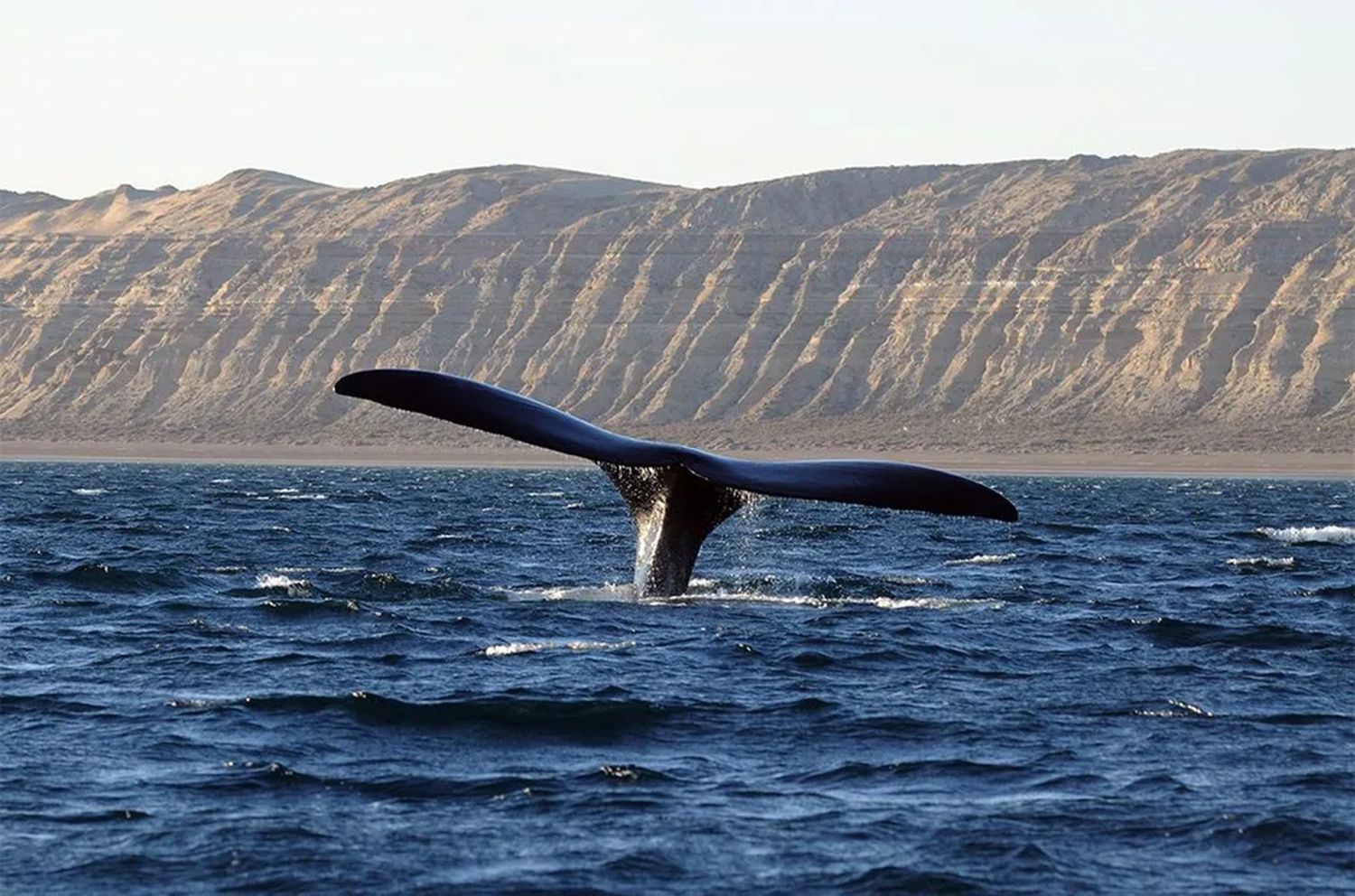 Puerto Madryn y las ballenas.