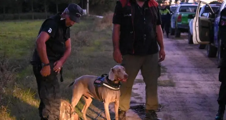 Búsqueda de Roberto Ramón Romero: Bruno olfateó la bicicleta y su reacción indica que el rastro es reciente