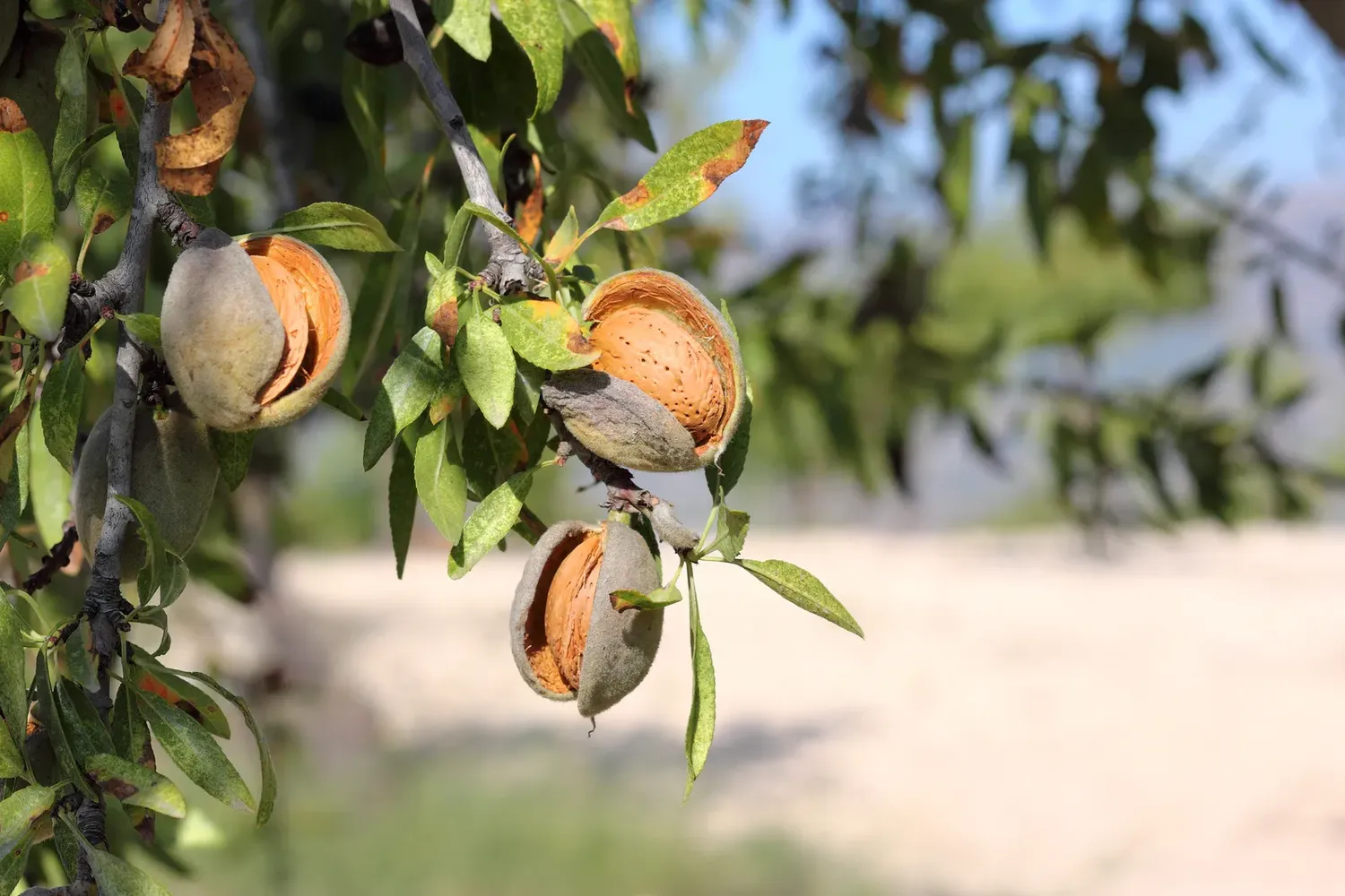 California's Central Valley is the ideal location for almond cultivation, producing 80% of the world's supply.