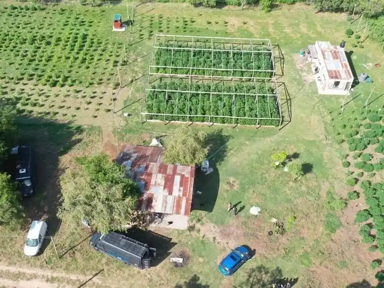 imágenes del vivero narco.