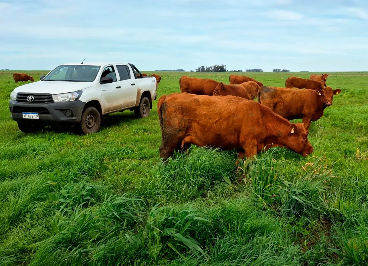 Hacienda vs camioneta: la vaca hoy no te deja a pata