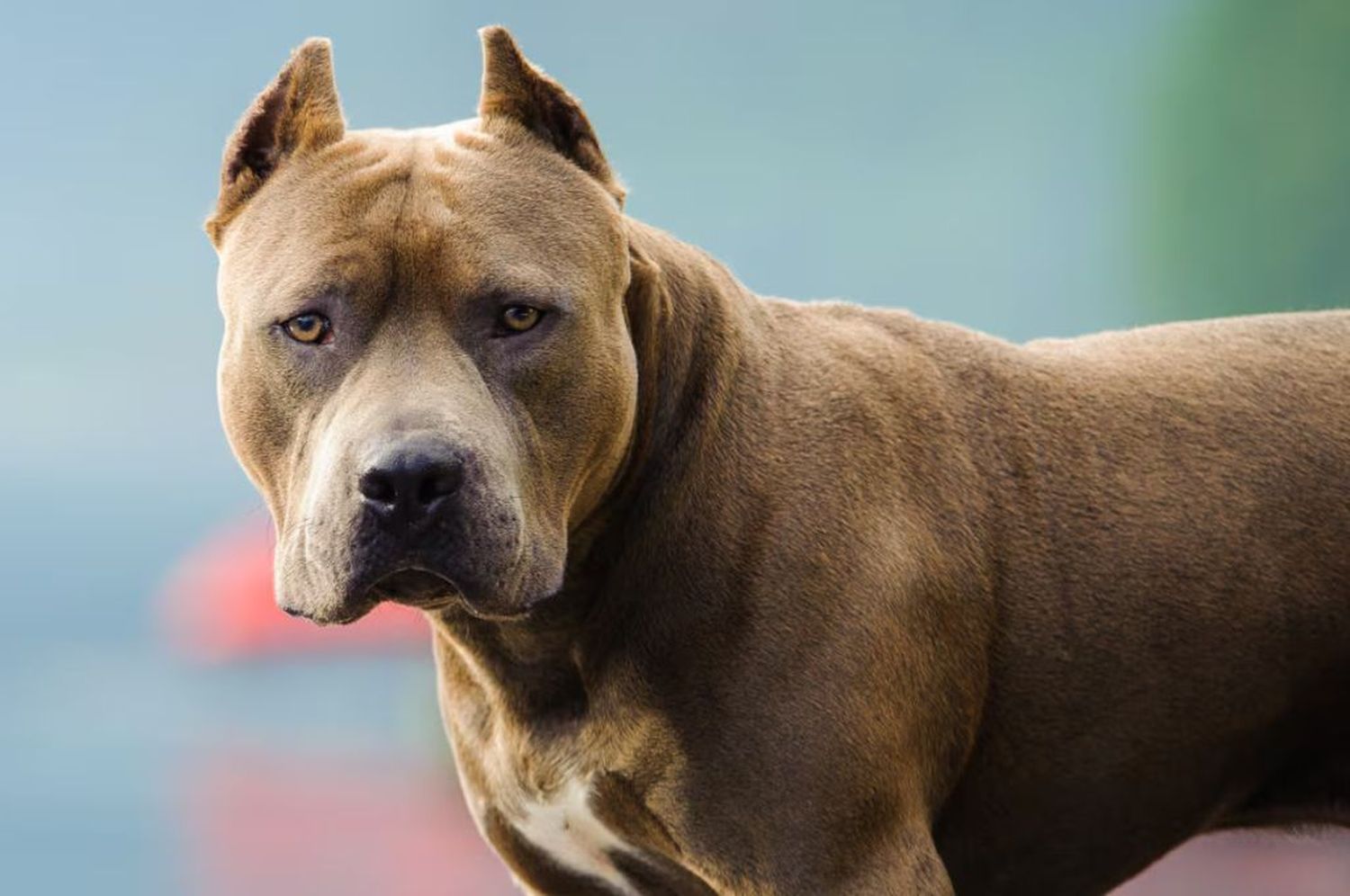 imagen Un hombre falleció y su pitbull impidió que lo ayudaran