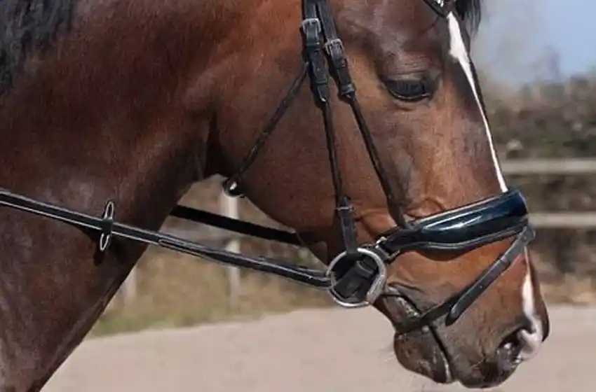 Encefalitis equina: Santa Fe tiene 6 contagiados y un muerto entre los 12 casos confirmados