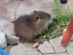 Buscan a Titi: nutria perdida en calle Basabilbaso