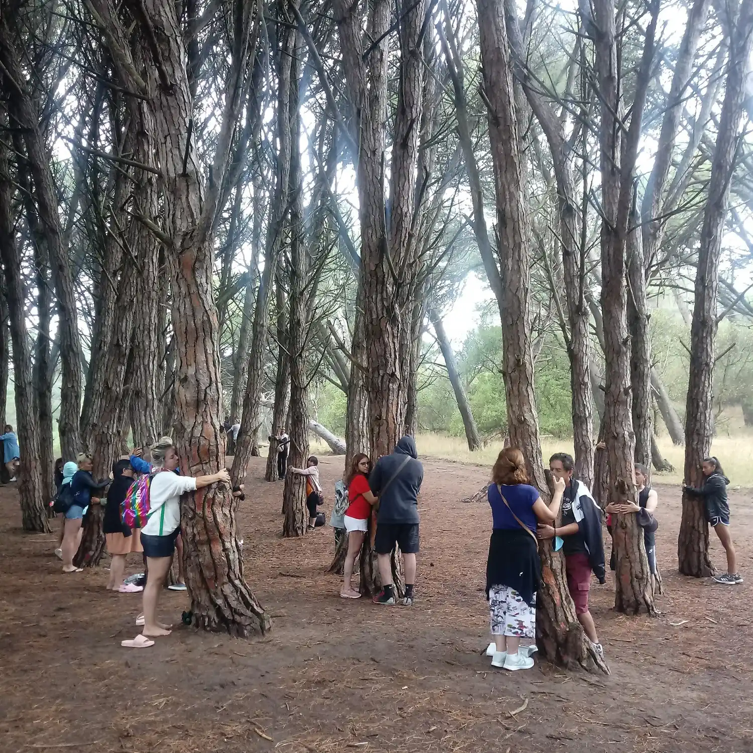 bosque energético