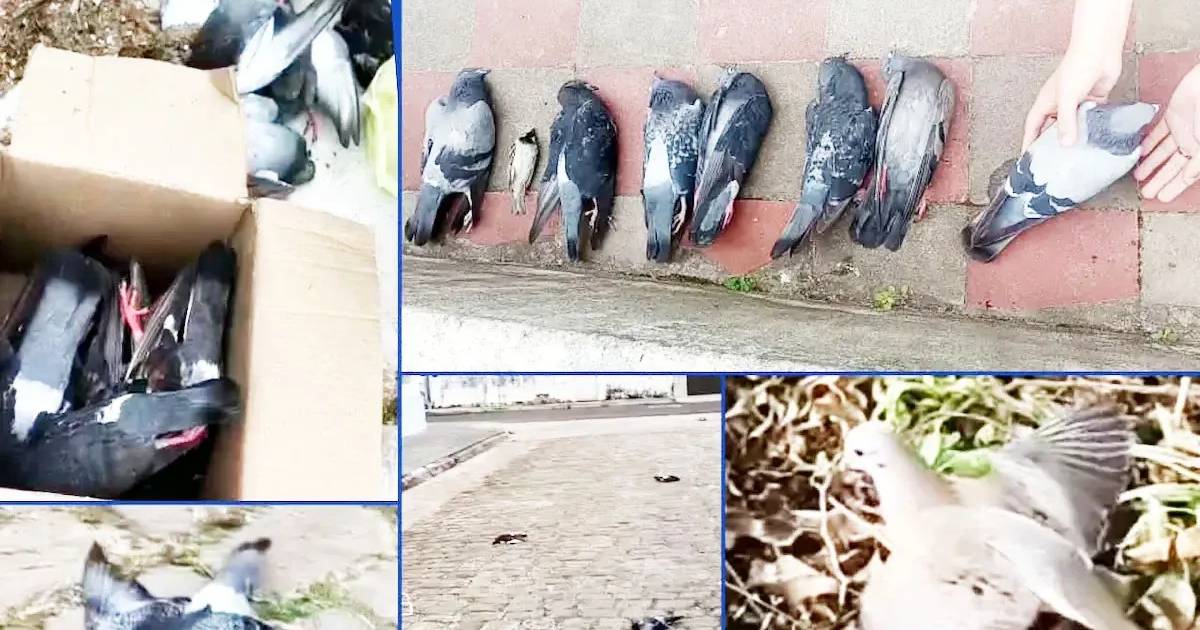 Aves muertas y sospechas de una posible intoxicación