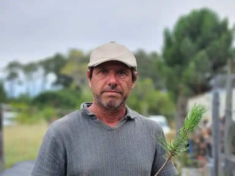 Alejandro Camporini se recibió como ingeniero forestal en 1997 y mostró interés en el pino piñonero desde sus inicios en la profesión (Foto de Lugares-La Nación)