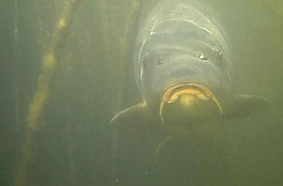 Un buzo marplatense filma un documental sobre la riqueza natural de la laguna de Punta Mogotes