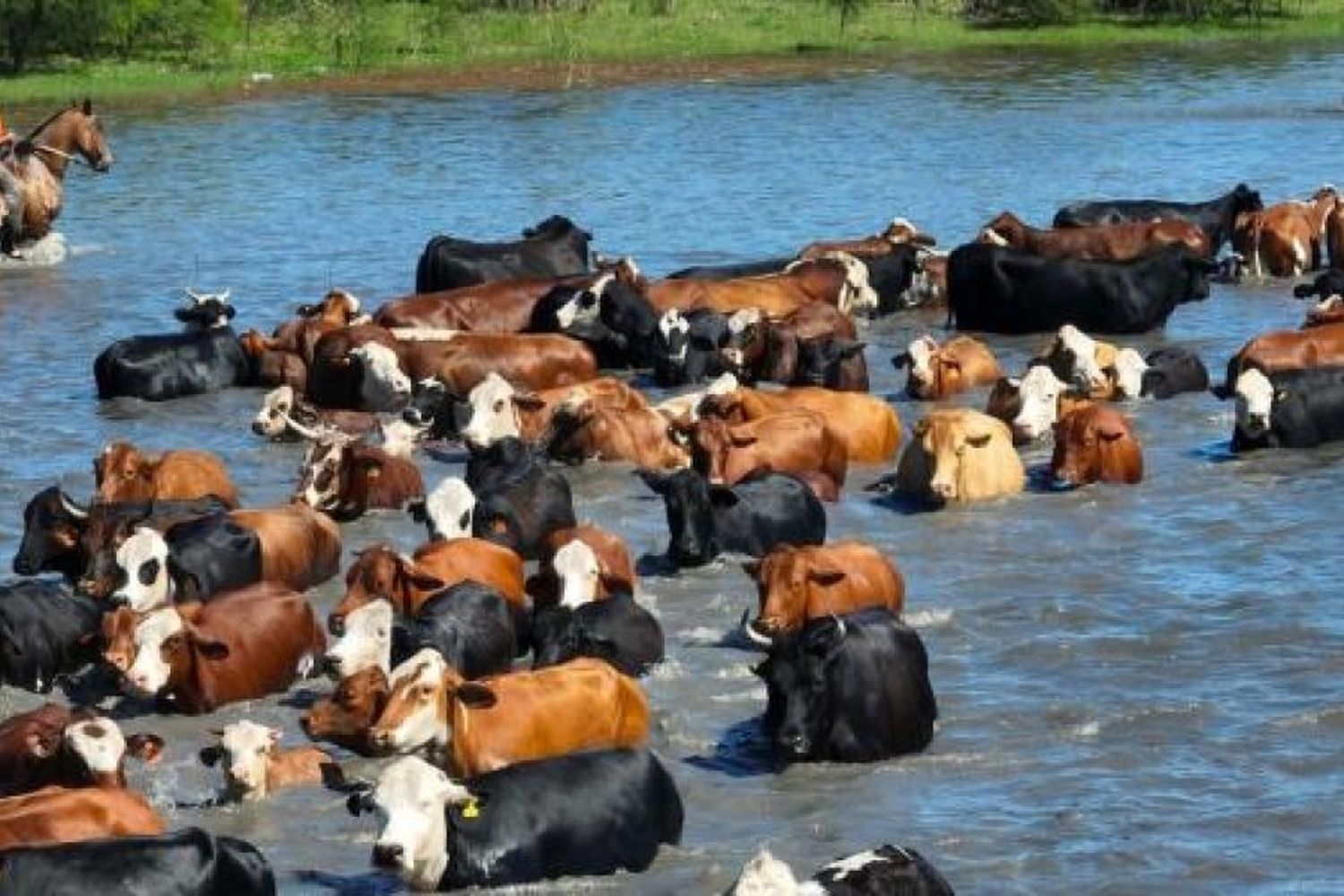 La Provincia trabaja para fortalecer la prevención y el monitoreo de la producción ganadera ante la creciente del río Paraná