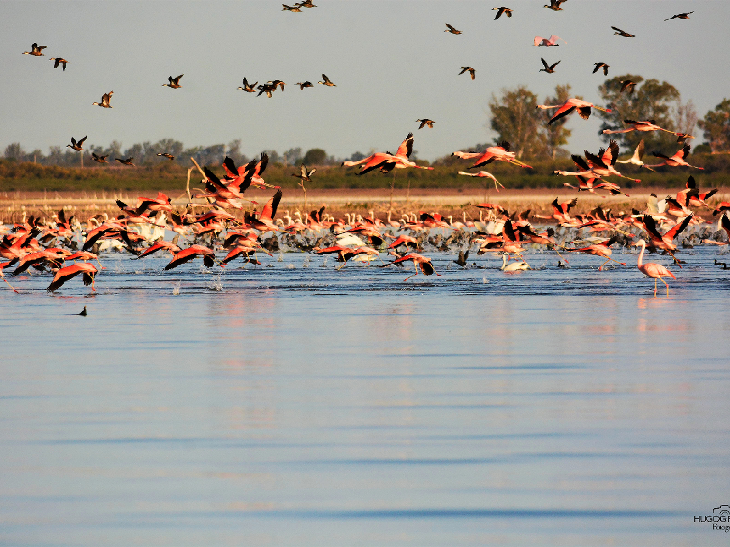 Censarán a flamencos y aves playeras de la laguna Mar Chiquita