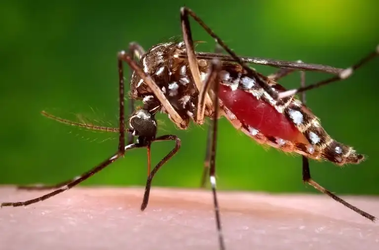 El aedes aegypti transmite el dengue.