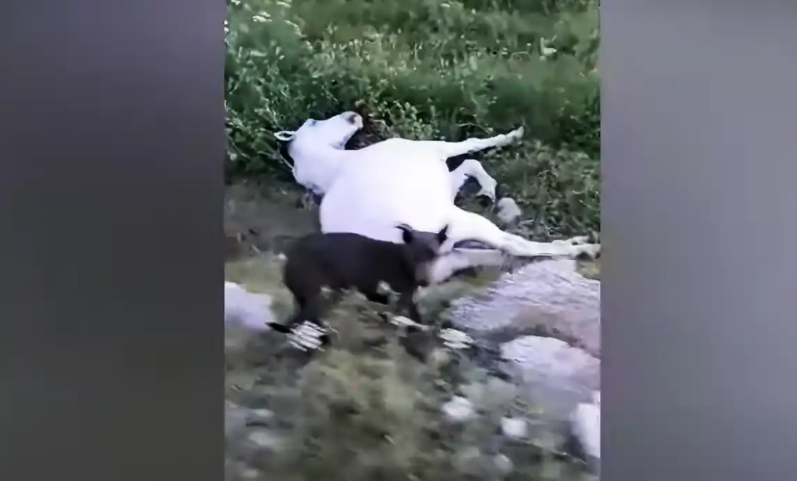 El caballo tirado en una zanja tiene encefalomielitis: “Me dijeron que no lo puedo sacar”