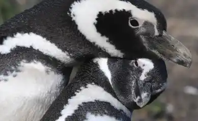 Masacre de pingüinos en Punta Tombo: Se ratificó la condena del único acusado