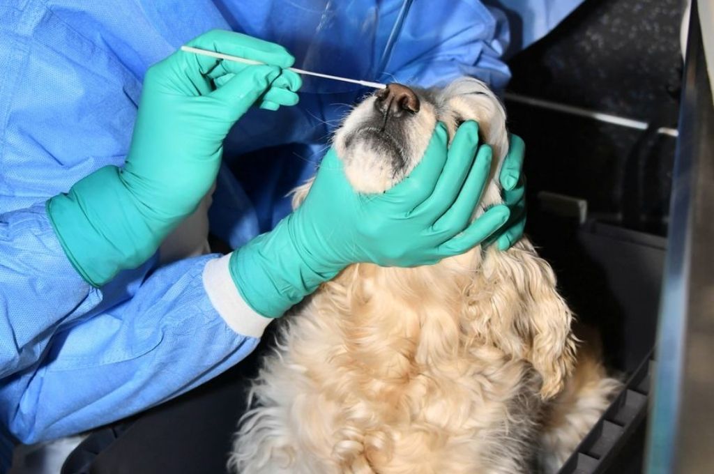 Descubren nueva cepa de coronavirus originada en perros