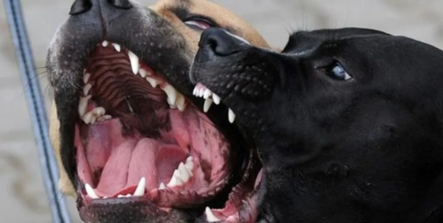 Tres perros que eran propiedad de un vecino las atacaron en la vía pública.