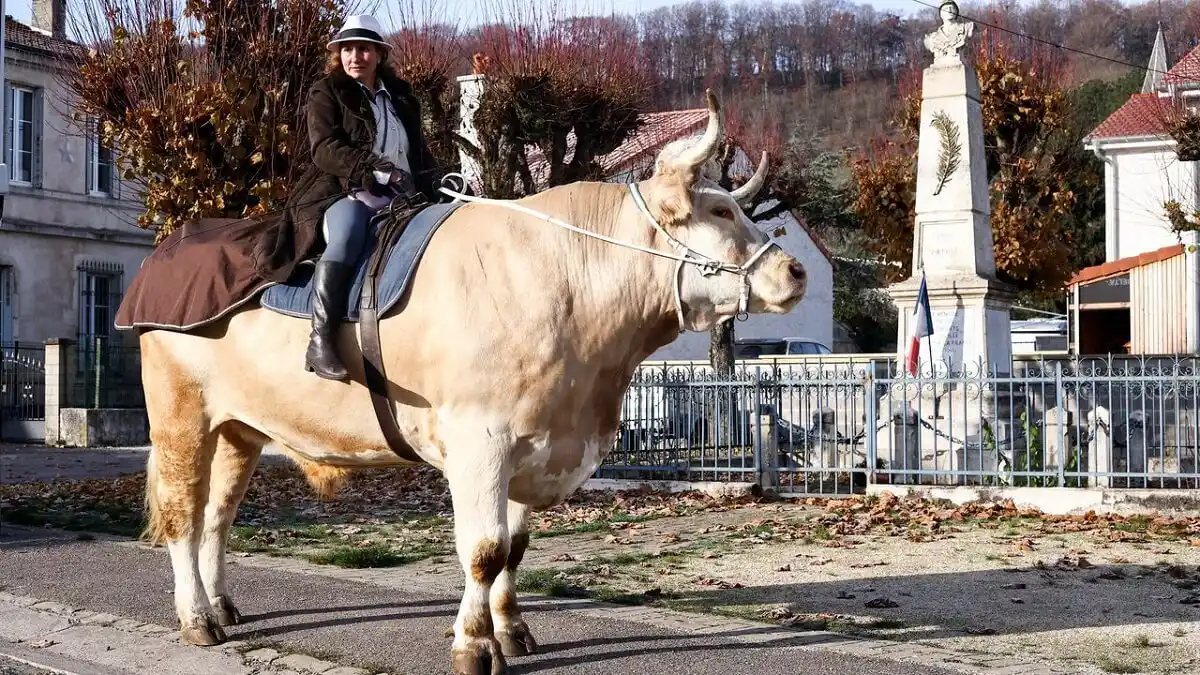 Aston, el toro que se cree caballo: hace furor en redes sociales