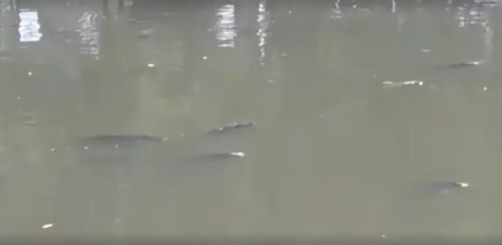 Preocupación en Tapalqué por peces en la superficie de un arroyo por falta de oxígeno