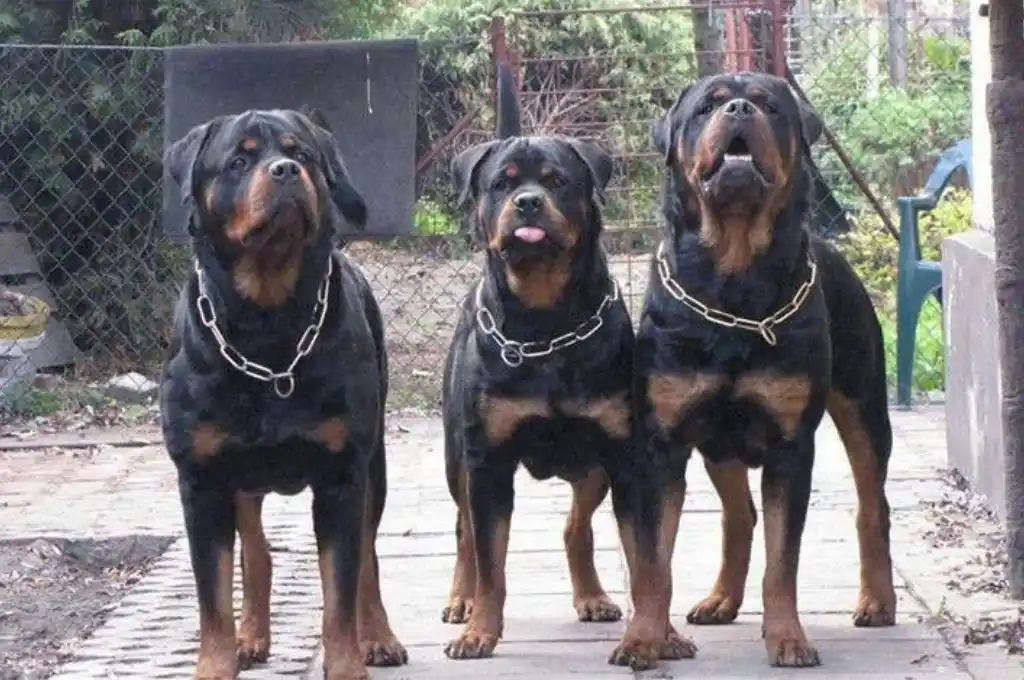 Un nene de 11 años fue atacado por tres rottweilers en Bahía Blanca: está internado en terapia