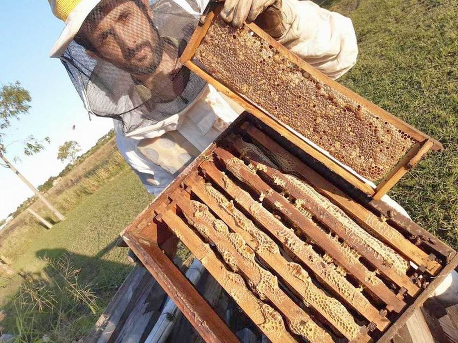 Emprendimiento apícola maneja varias y 
diversas técnicas de multiplicación de abejas