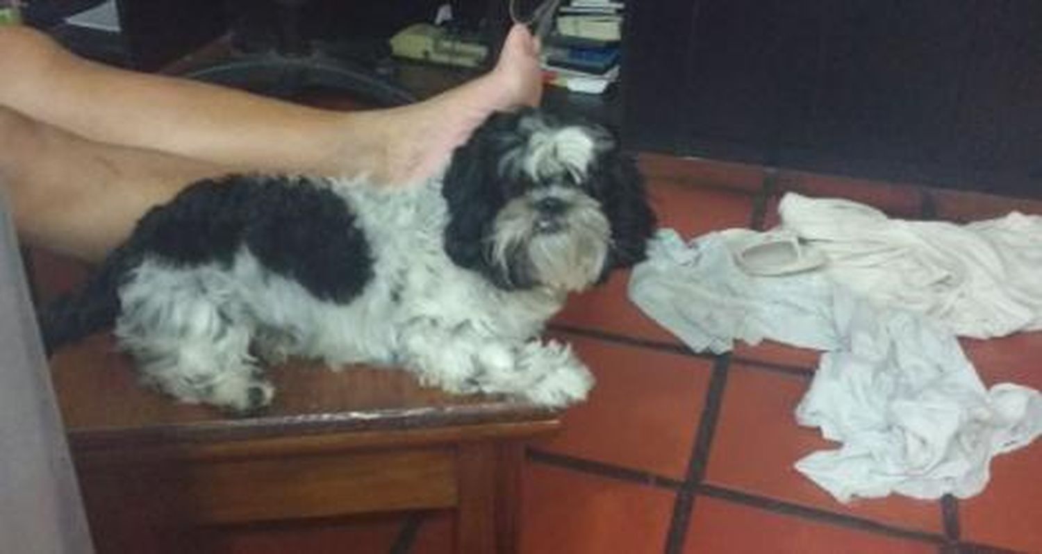 Buscan a Toto