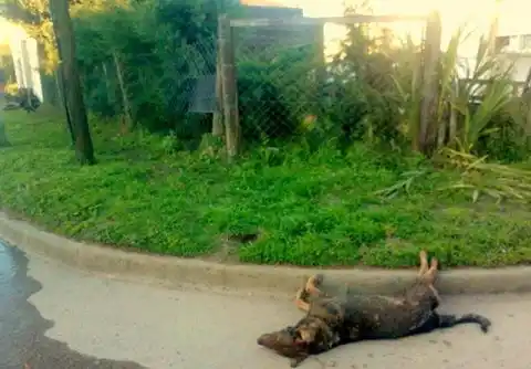 Un grupo proteccionista denuncia a un hombre de matar a su perro