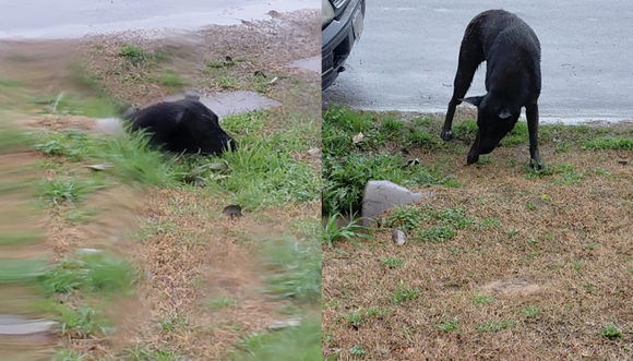 Vio a un perrito atrapado y no dudó: un joven lo rescató antes de que llegaran los Bomberos