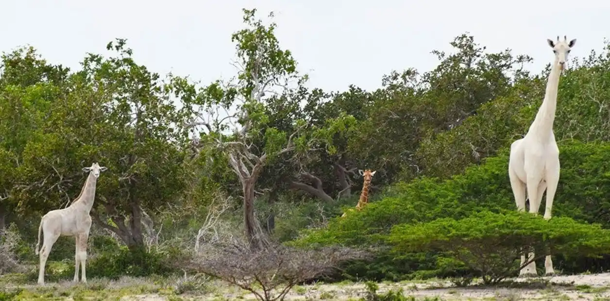 Cazadores furtivos matan a la única jirafa blanca de Kenia y a su cría