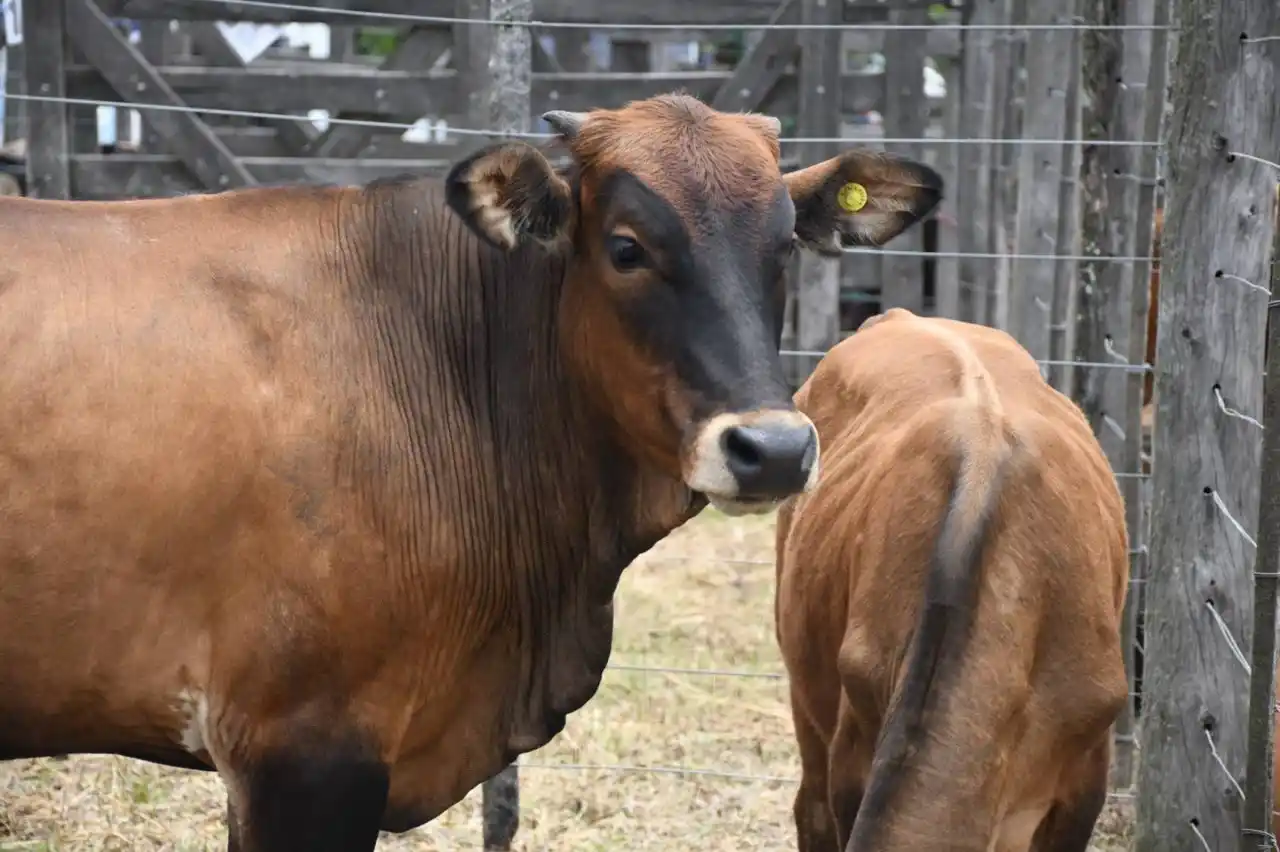 Exitoso remate de invernada en Las Lomitas