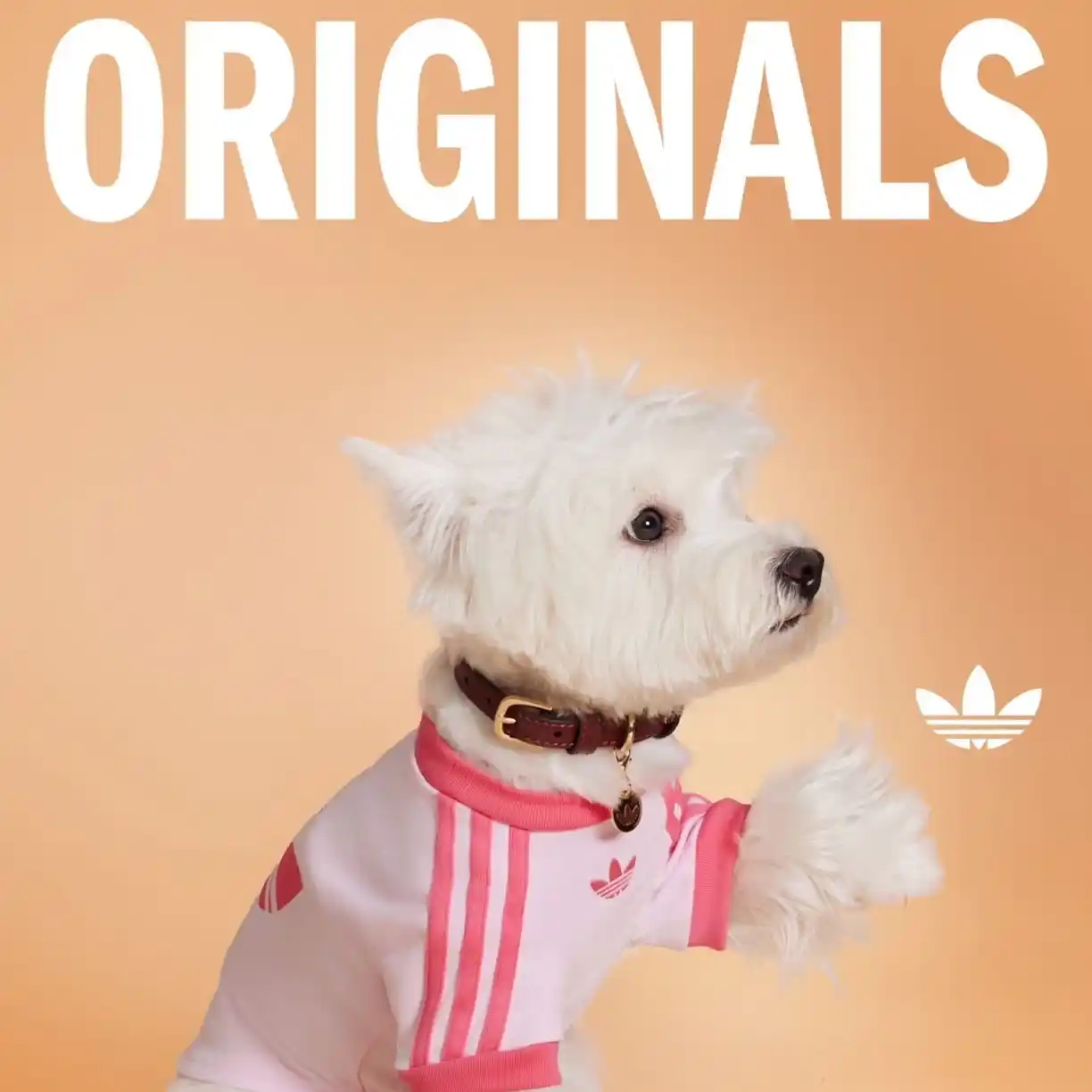 Adidas pet