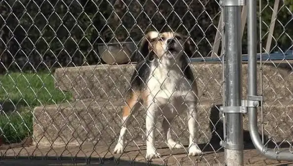 Además de incentivar la adopción, la fecha pone el foco en la importancia de la castración, la vacunación y el cuidado responsable de las mascotas.