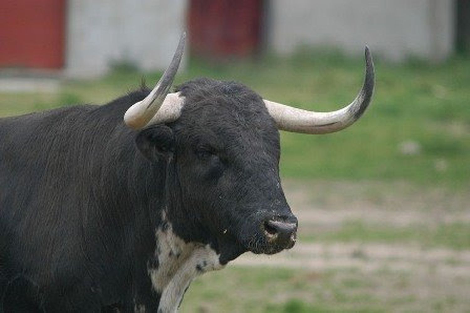 Un hombre cayó por accidente en un corral, un toro lo embistió y lo mató en el acto