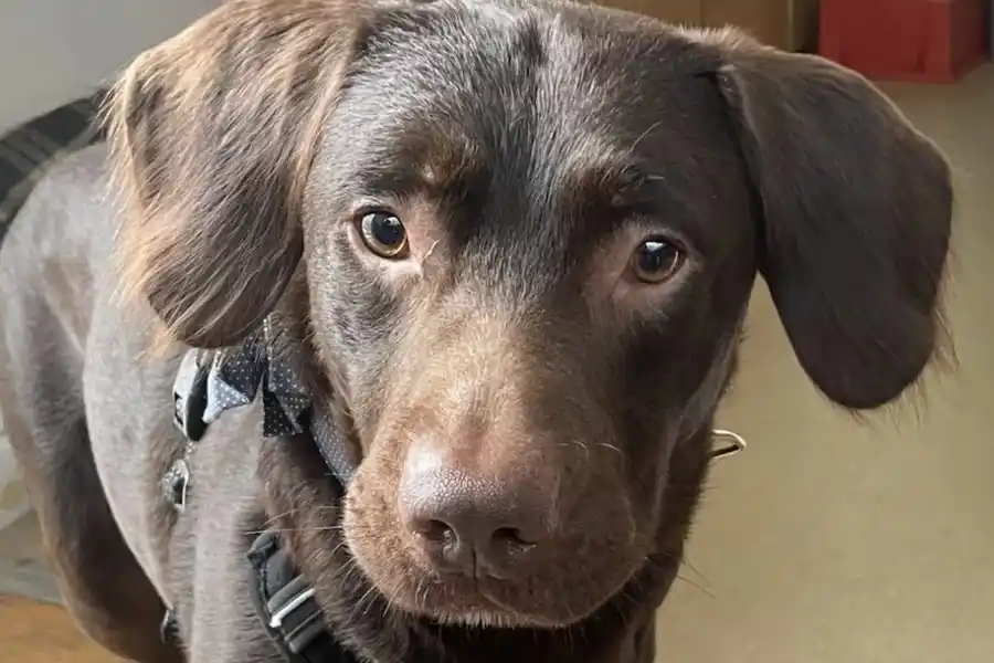 Coco, el perro que tuvo que ser tratado por su adicción al alcohol y conmovió a todos