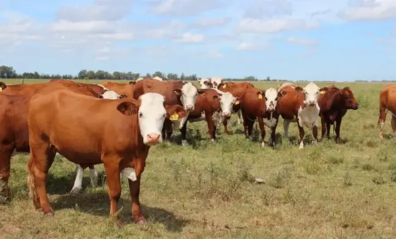 Imputaron a un reconocido deportista argentino por el robo de casi 100 vacas