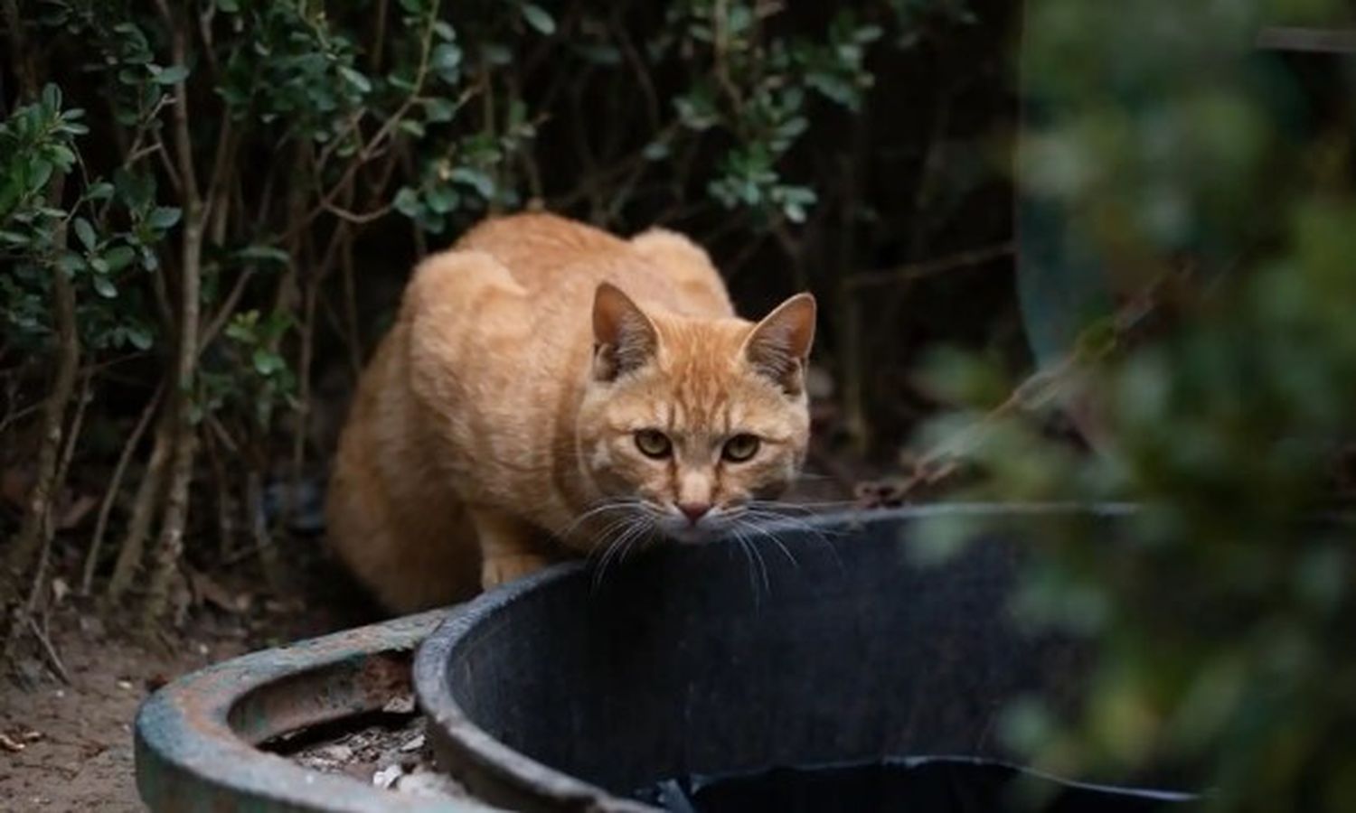 El paciente se habría contagiado al interactuar con su gato doméstico después de que el animal desarrollase síntomas.