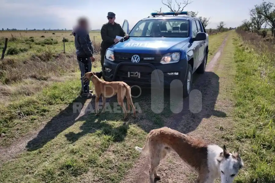 Con galgos, los encontraron cazando violando la legislación vigente