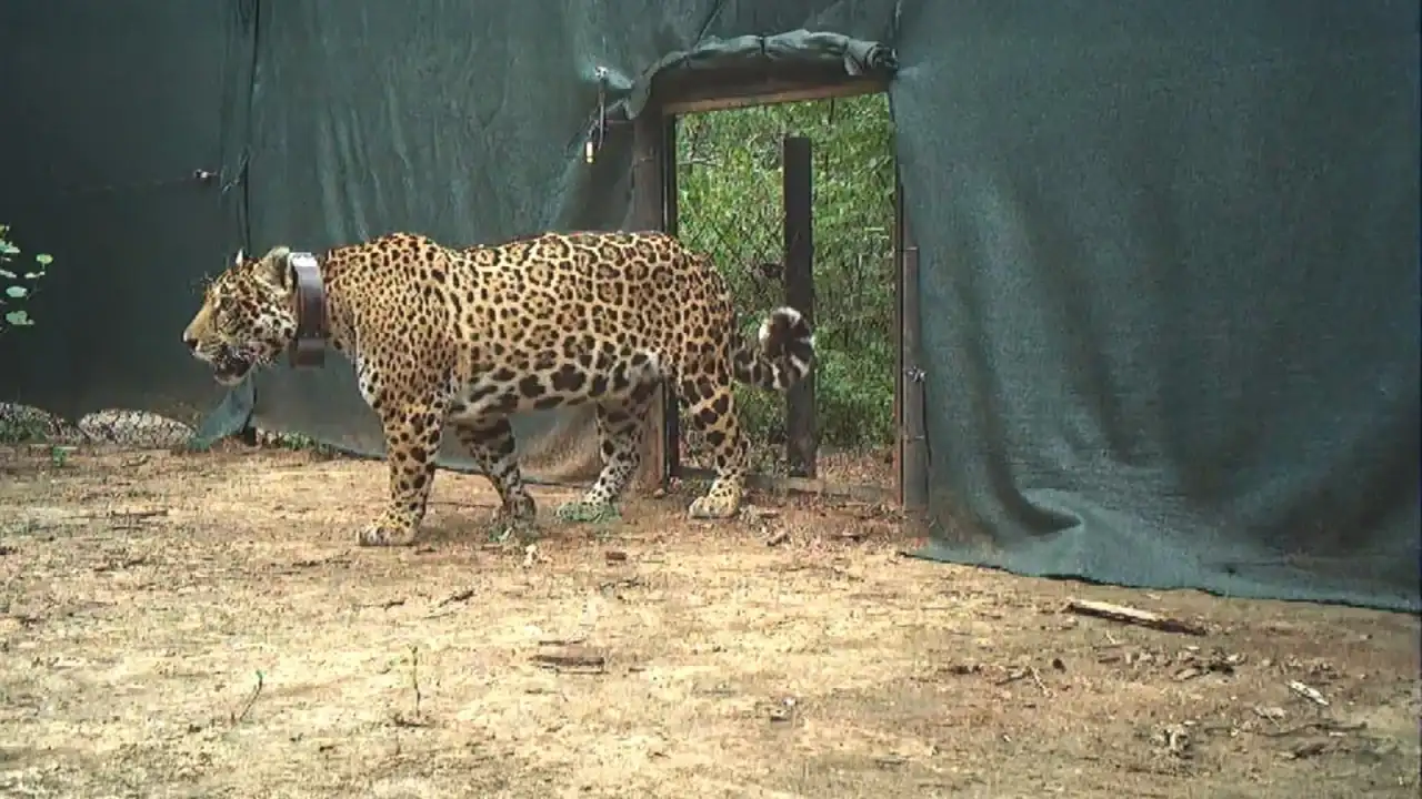 Se trata de la primera liberación de un jaguar nacido en estado salvaje.
