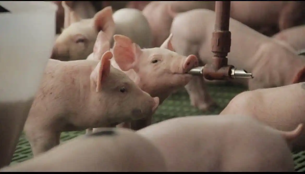 El sector porcino planteó a Bahillo los desafíos de la cadena a nivel nacional