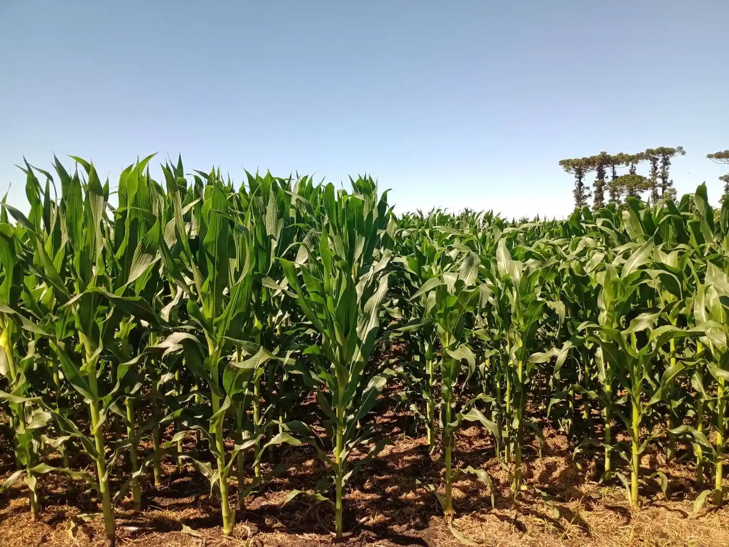 Innovación en el campo: Chascomús recibirá una jornada técnica de actualización en el cultivo de maíz