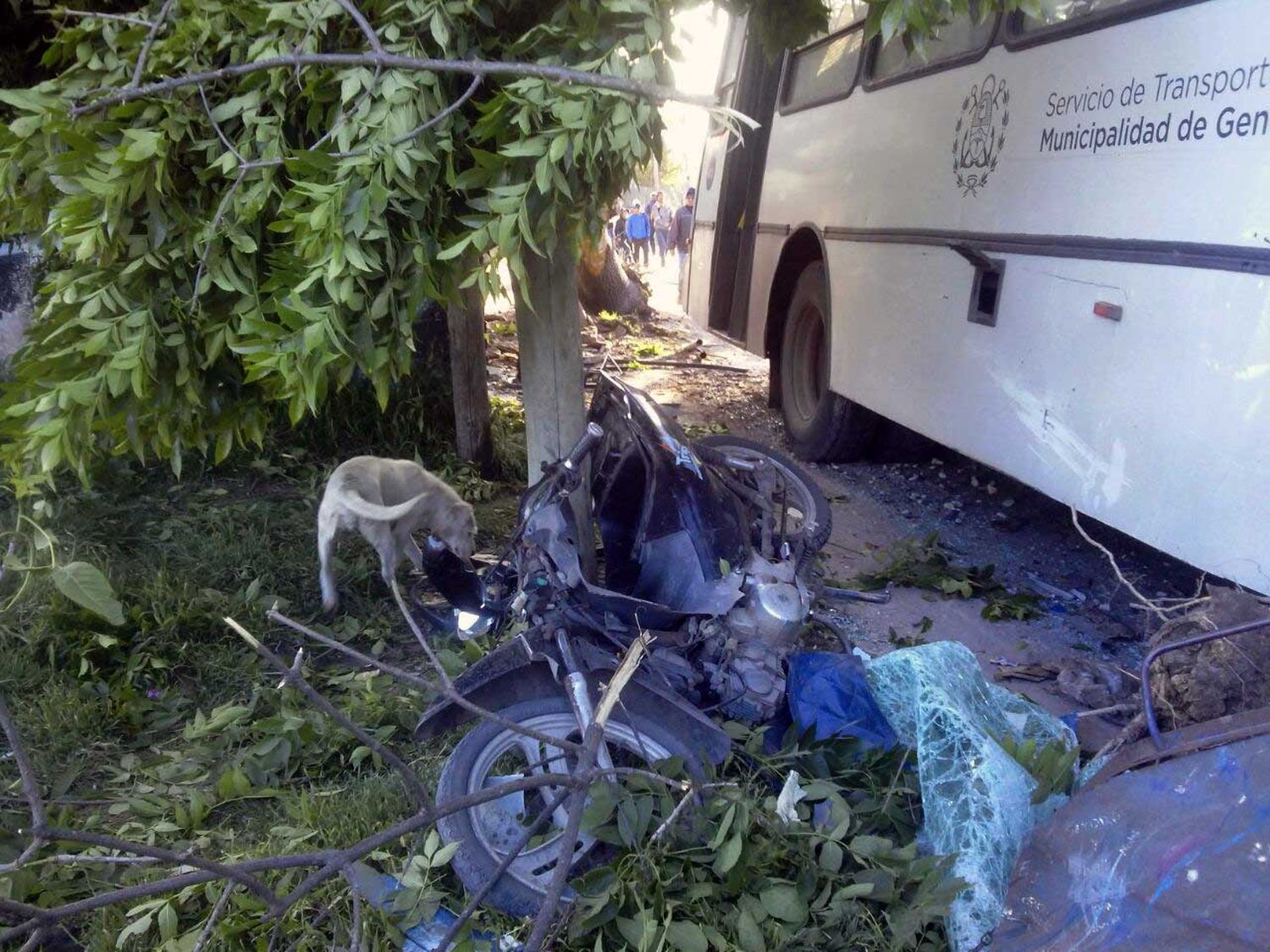 colectivo