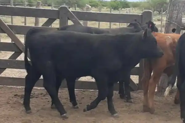 Torito Angus se reencontró con su madre al ser recuperado tras su robo