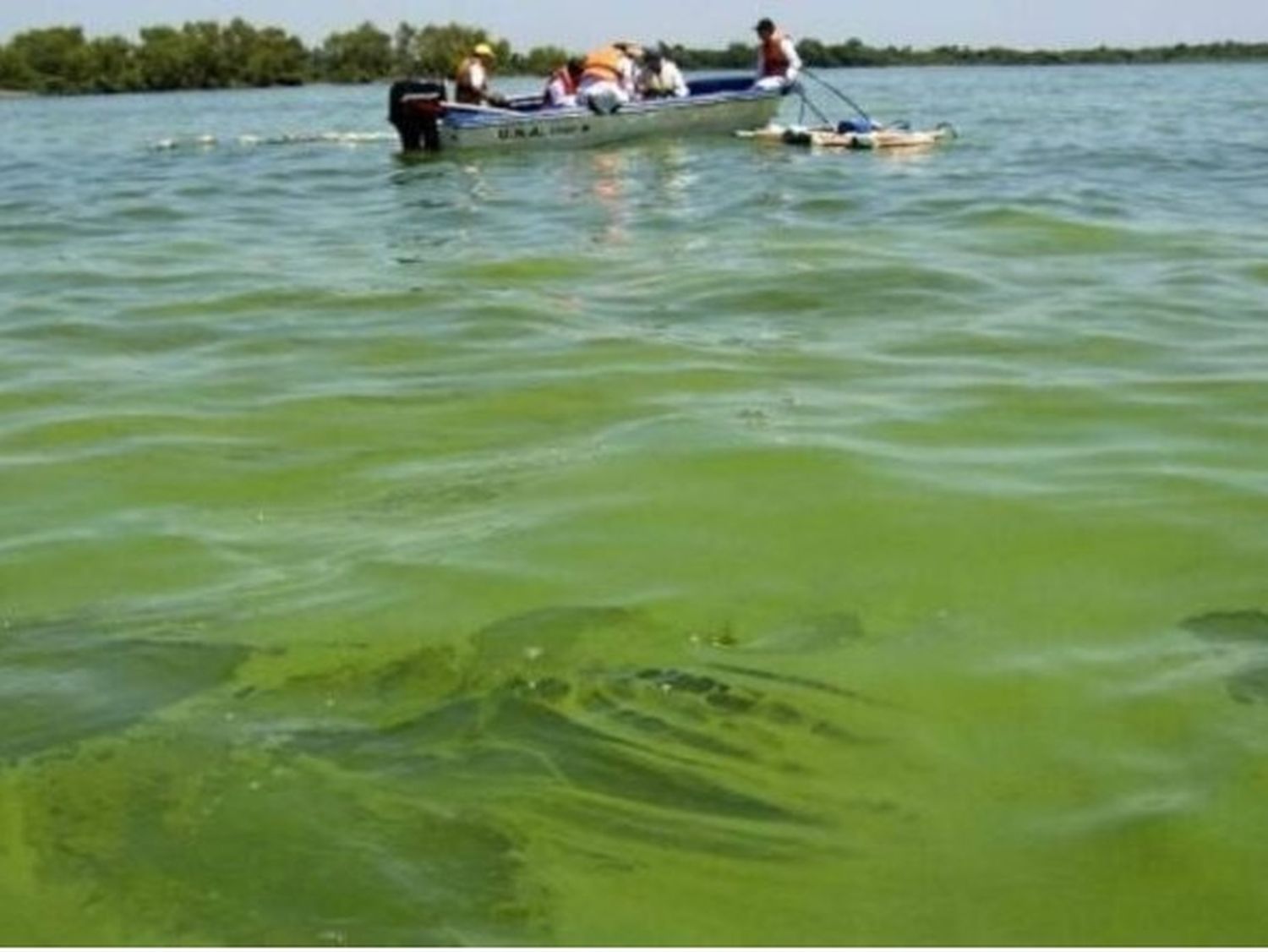 Prevención ante la presencia de cianobacterias en el río