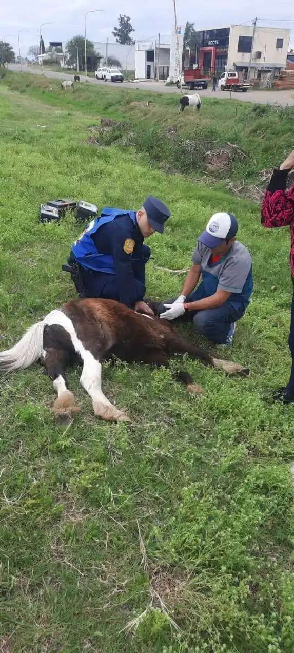 Trágico accidente involucrando a un camión y un equino