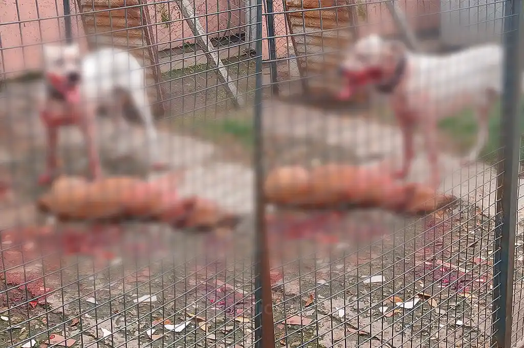 Dolor en barrio Mora: murió el perro que fue brutalmente atacado por un dogo