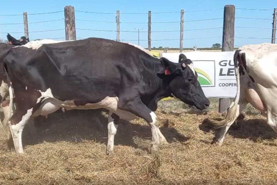 Se viene la 10ma edición del Remate Anual de la Vigilancia de Agramín SACMYA